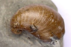 Inoceramus concentricus - Albien moyen - ancienne carriere Courcelles, Aube, FRANCE