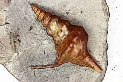 Perissoptera marginata (J. de C. Sowerby, 1836) - Albien moyen - carriere Courcelles,  Villemoyenne, Aube, FRANCE