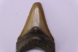 shark teeth: Carcharodon megalodon - Mio-Pliocene, Quezon province, PHILIPPINES