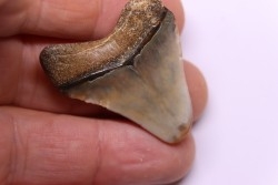 Dent de requin: Carcharodon megalodon, Mio-Pliocene - province de Quezon, PHILIPPINES