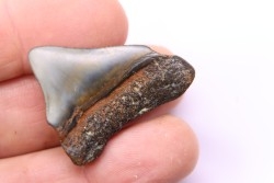 Dent de requin: Carcharodon megalodon, Mio-Pliocene - province de Quezon, PHILIPPINES