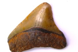 Dent de requin: Carcharodon megalodon, Mio-Pliocene - province de Quezon, PHILIPPINES