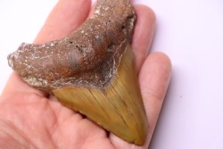 Dent de requin: Carcharodon megalodon, Mio-Pliocene - province de Quezon, PHILIPPINES
