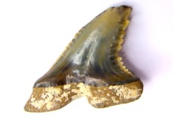 Dent de requin: Hemipristis serra, Mio-Pliocene - province de Quezon, PHILIPPINES