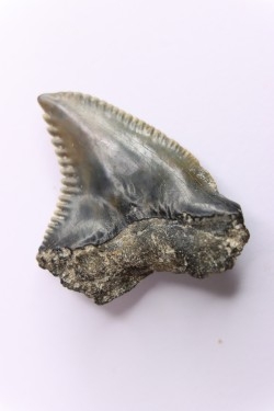 Dent de requin: Hemipristis serra, Mio-Pliocene - province de Quezon, PHILIPPINES