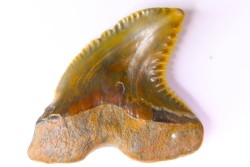 Dent de requin: Hemipristis serra, Mio-Pliocene - province de Quezon, PHILIPPINES