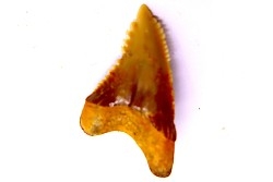 Dent de requin: Hemipristis serra, Mio-Pliocene - province de Quezon, PHILIPPINES
