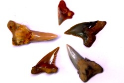 Dent de requin: Hemipristis serra, Mio-Pliocene - province de Quezon, PHILIPPINES