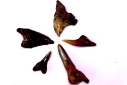 Dent de requin: Hemipristis serra, Mio-Pliocene - province de Quezon, PHILIPPINES