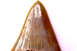 shark teeth: Carcharodon carcharias - Mio-Pliocene, Quezon province, PHILIPPINES