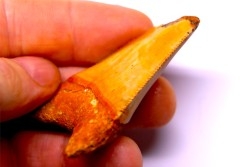 shark teeth: Carcharodon carcharias - Mio-Pliocene, Quezon province, PHILIPPINES