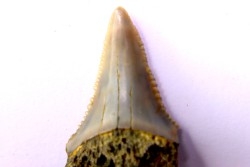 Dent fossile du GRAND REQUIN BLANC  Carcharodon carcharias -  Mio-Pliocene - province de Quezon, PHILIPPINES