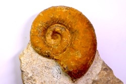 Lytoceras fimbriatum - Carixien - Ennery (57) FRANCE