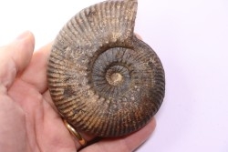 Hammatoceras Speciosum - Toarcien - Roanne - FRANCE