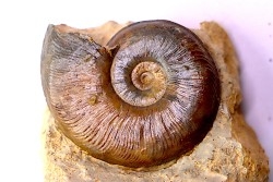 Pleydellia subcompta  (Branco)   Toarcien sup   Brionnais, Saone et Loire, France