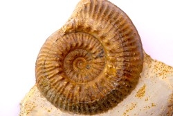 Hammatoceras Speciosum - Toarcien - region de Charolle, Brionnais - FRANCE