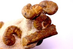 Scaphites aquisgranensiformis - Scaphites reesidei  - Baculites - campanien Belo sur Tsiribihina, Madagascar