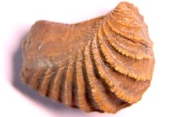 LINOTRIGONIA fittoni - Albien moyen - carriere Courcelles,  Villemoyenne, Aube, FRANCE