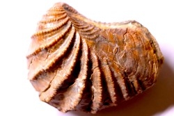 LINOTRIGONIA fittoni - Middle Albian - Courcelles quarry,  Villemoyenne, Aube, FRANCE