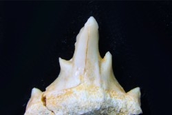 OTODUS OBLIQUUS - forme pathologique - Ypresien - Oued Zem, Maroc