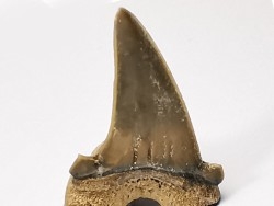 dent de requin Cardabiodon venator - Cénomanien (Texas)