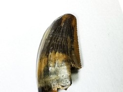 dinosaur tooth Zapsalis sp. - Campanian (Montana)