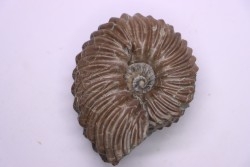 Hoplites benetianus  - middle albian - courcelles quarry - near Troyes - Aube - France
