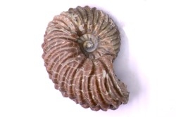 Hoplites benetianus  - middle albian - courcelles quarry - near Troyes - Aube - France