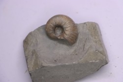 Hoplites benetianus  - middle albian - courcelles quarry - near Troyes - Aube - France