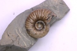Hoplites benetianus  - middle albian - courcelles quarry - near Troyes - Aube - France