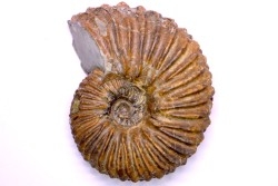 Hoplites dentatus  - middle albian - courcelles quarry - near Troyes - Aube - France