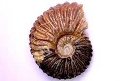 Hoplites dentatus  - middle albian - courcelles quarry - near Troyes - Aube - France