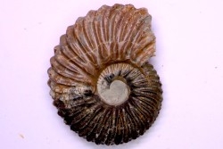 Hoplites dentatus  - middle albian - courcelles quarry - near Troyes - Aube - France