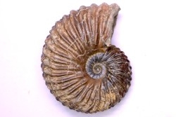 Hoplites dentatus  - middle albian - courcelles quarry - near Troyes - Aube - France