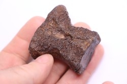 vertebra dinosaur hadrosaure : edmontosaure