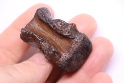 vertebra dinosaur hadrosaure : edmontosaure