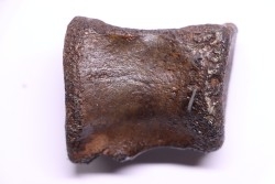 vertebra dinosaur hadrosaure : edmontosaure