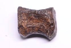 vertebra dinosaur hadrosaure : edmontosaure