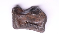 vertebra dinosaur hadrosaure : edmontosaure