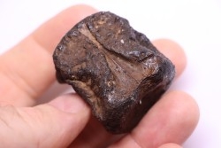 vertebra dinosaur hadrosaure : edmontosaure