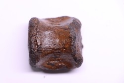 vertebra dinosaur hadrosaure : edmontosaure