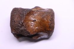 vertebra dinosaur hadrosaure : edmontosaure