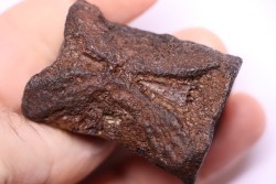 vertèbre de dinosaure HADROSAURE  edmontosaurus - Hell Creek  Fmt - crétacé supérieur - Montana - USA