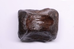 vertebra dinosaur hadrosaure : edmontosaure