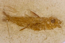 DAPALIS MINUTUS - stampian - Provence - France