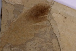 Plume d'oiseau - stampien (oligocène)  région de Forcalquier - (04)- France