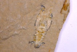 Charbelicaris maronites (haug & alii, 2015 )   - Cénomanien - Hgula - LIBAN