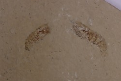 Odontochelion cretaceum (Roger, 1946) - Cénomanien - Hgula - LIBAN