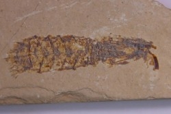 Pseudosculda  laevis (Schluter, 1872) - Cénomanian - Hgula - Byblos - LIBANON