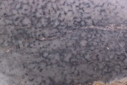 Stromatolithes - Medicine Bow Quartzite - early proterozoic  Medicine Bow Mts, Wyoming, USA